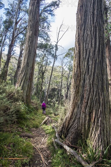 Australia, New South Wales, Kosciusko National Park, Woman hiking in forest on Merritt's Nature Track in Kosciuszko National Park