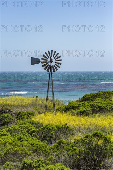 Usa, California, San Simeon, Windmill among mustard field at Pacific Ocean coastline