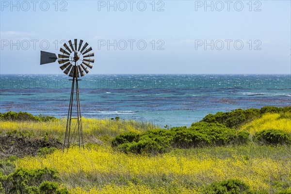 Usa, California, San Simeon, Windmill among mustard field at Pacific Ocean coastline