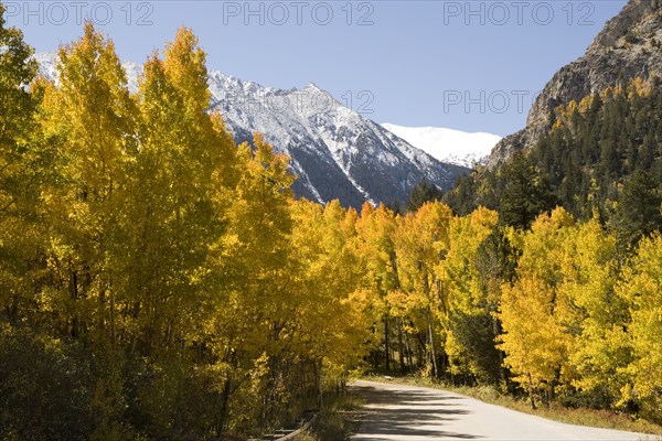 USA, Colorado, Aspen , Yellow Aspen trees in mountains in autumn