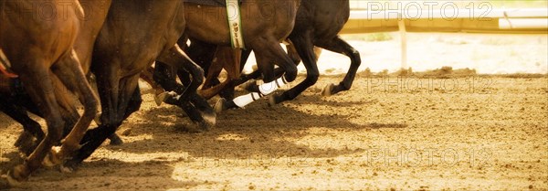 Legs of race horses running side by side on horse racing track during competition