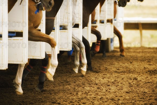 Legs of race horses taking their first step out of starting gate during race
