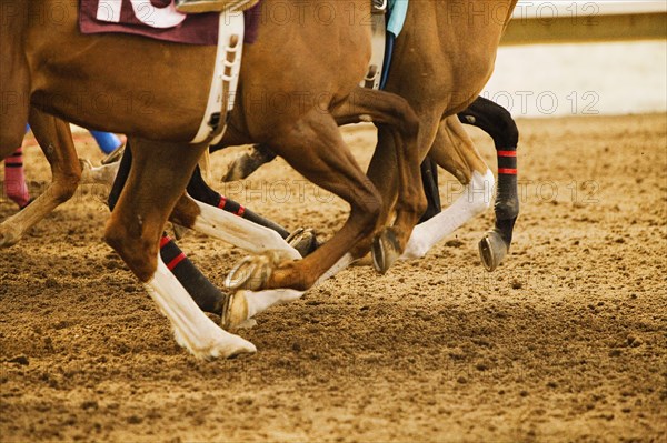 Legs of race horses running side by side on horse racing track during competition