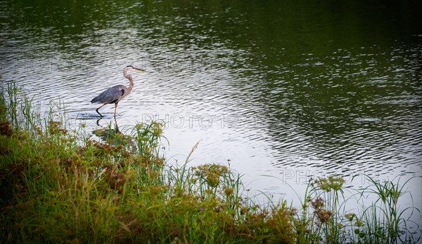 Great blue heron