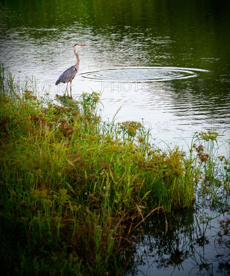 Great blue heron