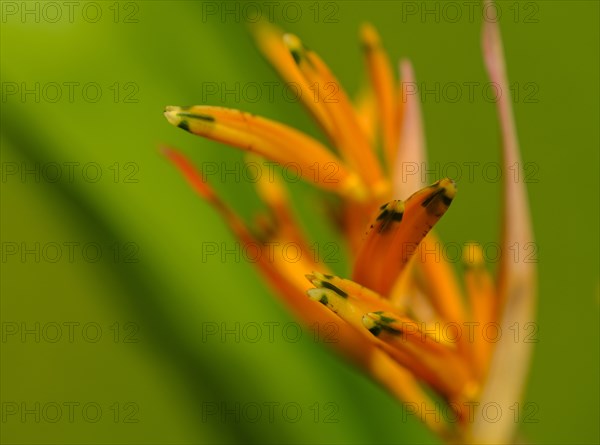Close-up of Heliconia flower