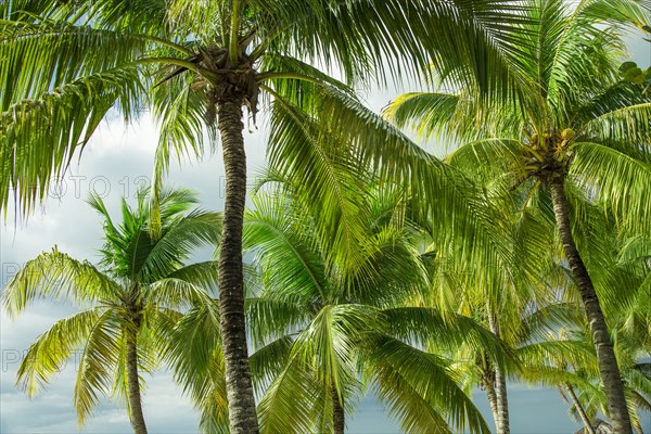 Palm trees against sky