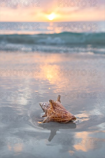 Conch shell on beach at sunset