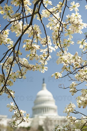 Cherry blossoms in bloom