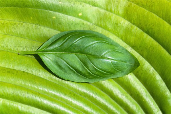 Basil leaf on large green leaf