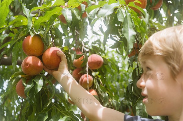 Close-up of boy picking peaches from tree in orchard