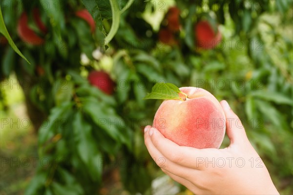 Close-up of girls hand holding peach