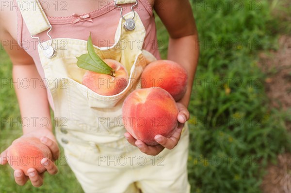 Girl holding freshly picked peaches in orchard