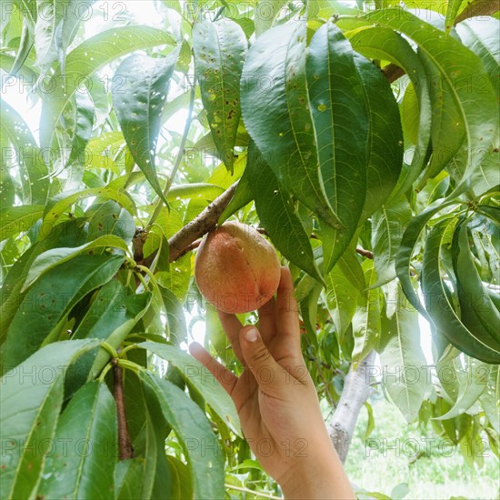 Close-up of girls hand picking peach