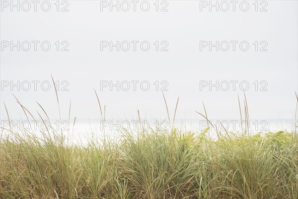 Marram grass and Atlantic Ocean from dunes