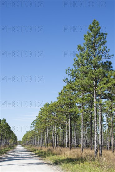 Dirt road through Longleaf Pine forest