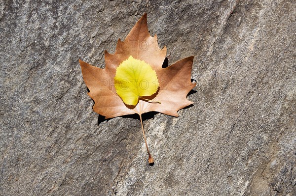 Maple and oak leaves on stone