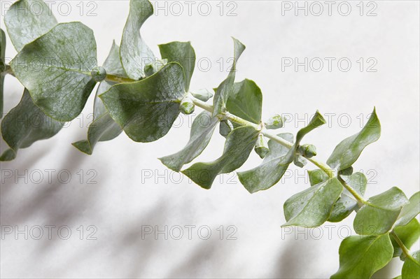 Close-up of eucalyptus leaves on white background