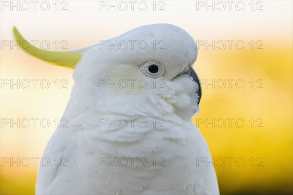 Sulphur-crested cockatoo