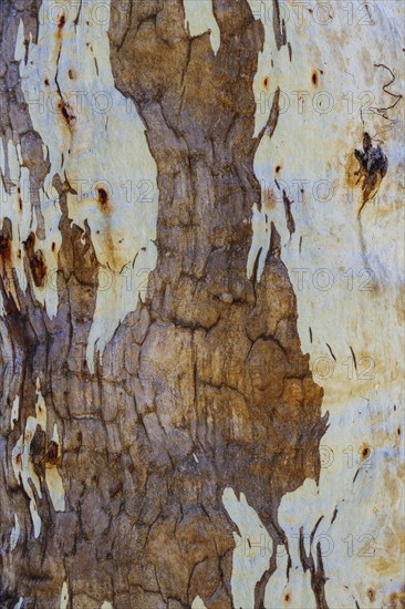 Close-up of textured tree trunk