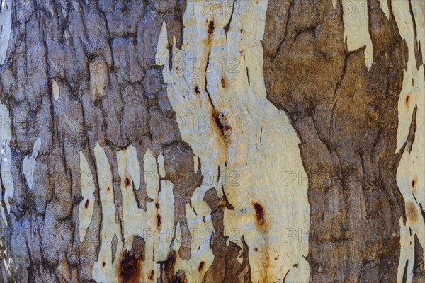 Close-up of textured tree trunk