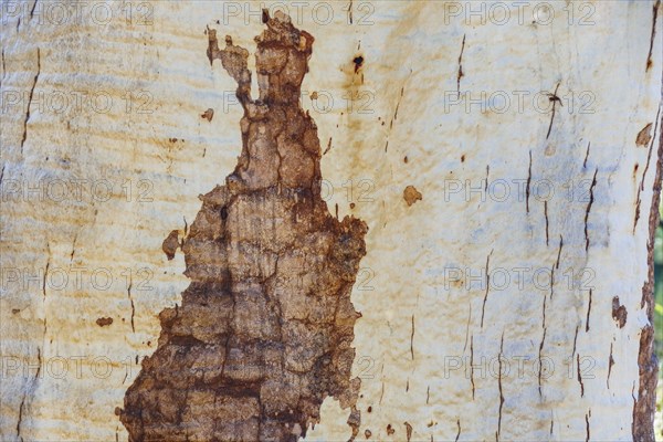 Close-up of textured tree trunk