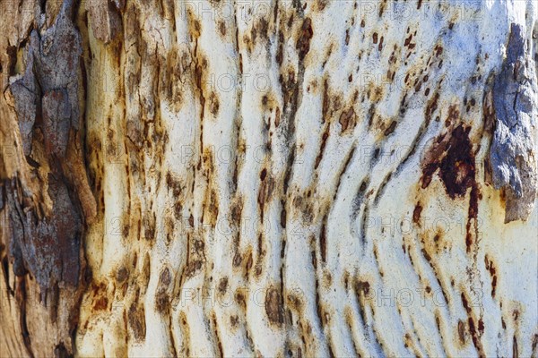 Close-up of textured tree trunk