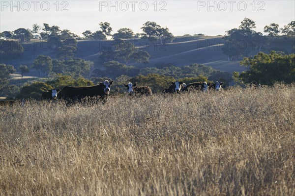 Herd of cows in pasture