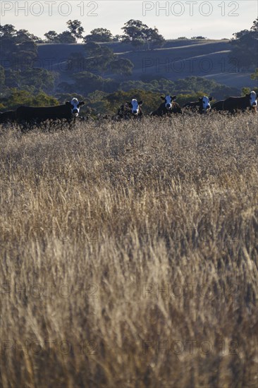 Herd of cows in pasture