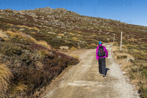 Woman hiking at Charlotte Pass