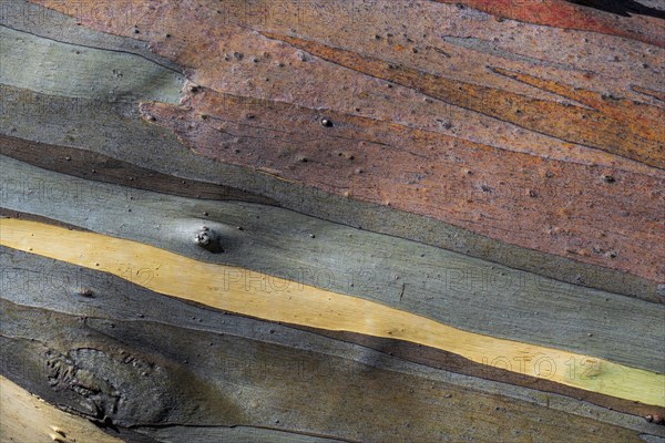 Close-up of striped tree bark