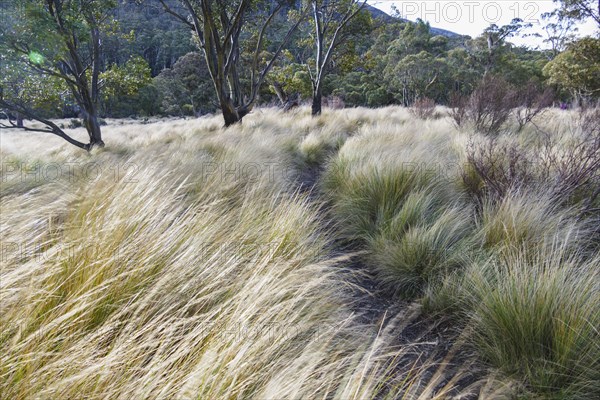 Kosciuszko National Park