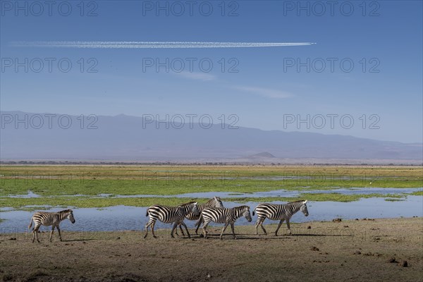 Zebras walking by pond