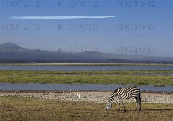 Zebra grazing by pond