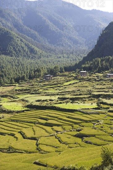 Rice fields in valley in Himalayas