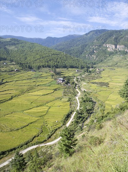 Rice fields in valley