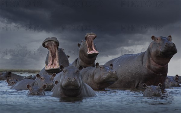 Group of hippos in pond