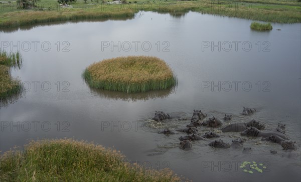 Herd of Hippos in swamp