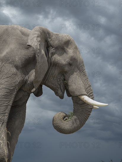 Lone elephant