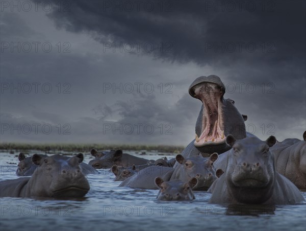 Herd of Hippos in swamp