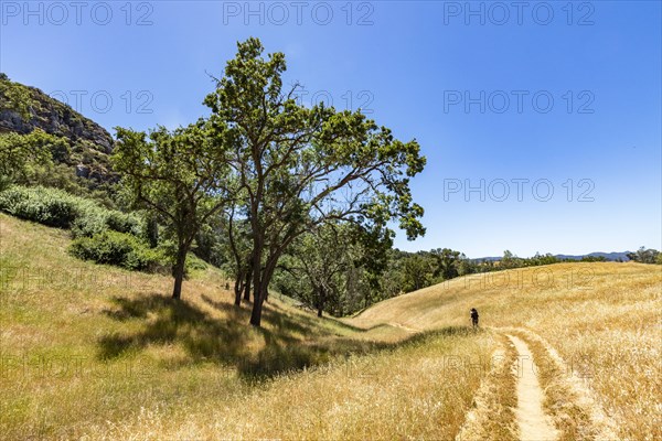 Woman on road among golden fields