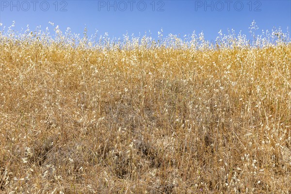 Close-up of wild oat grasses