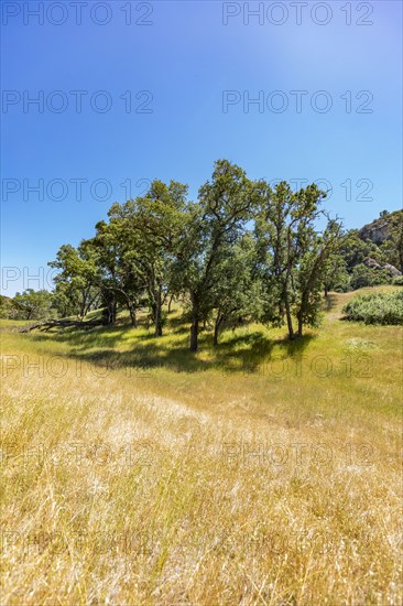 Golden grasses and oak trees