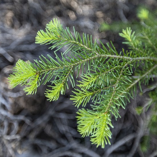 Close-up of coniferous branch