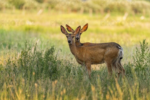 Deer standing in field and looking at camera