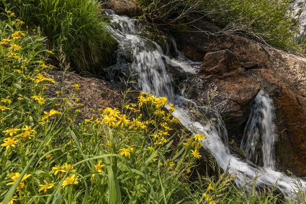 Rocky creek and wildflowers