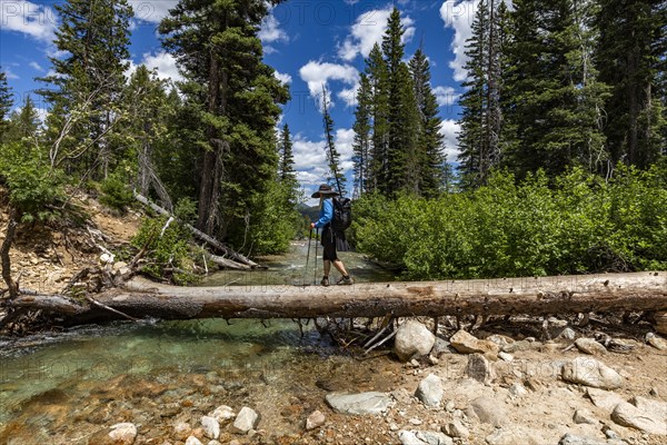 Woman hiker walking across fallen tree