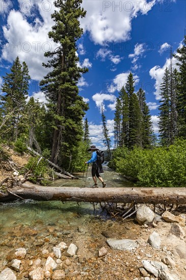 Woman hiker walking across fallen tree