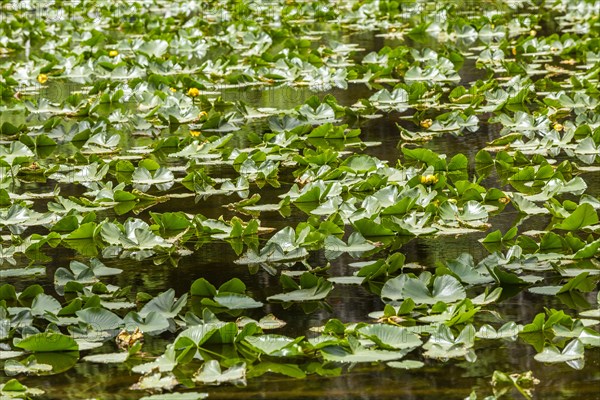 Lily pond filled with lily pads