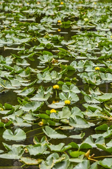 Lily pond filled with lily pads